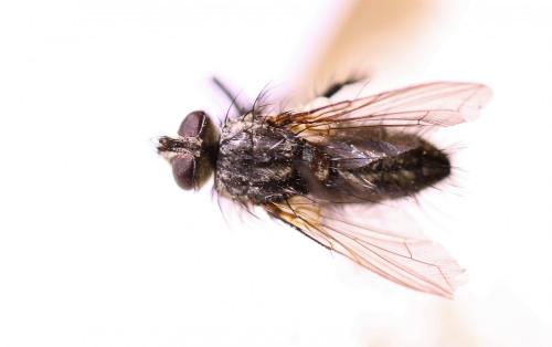 Bithia modesta